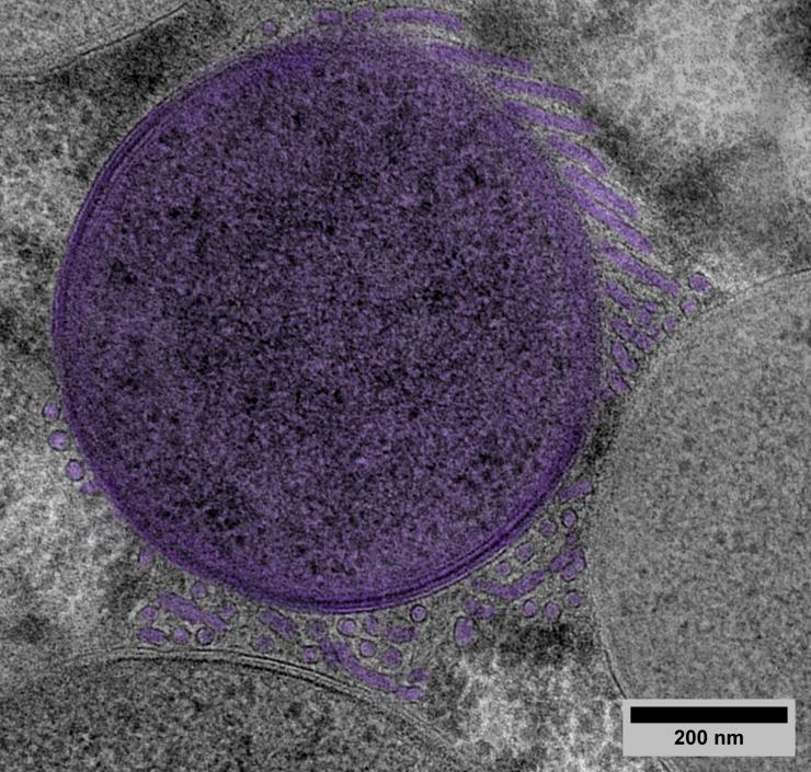 Image en microscopie d'une cellule bactérienne entourée de son réseau membranaire