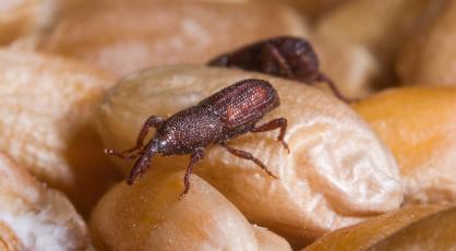 photographie d'un charançon adulte sur un grain de blé